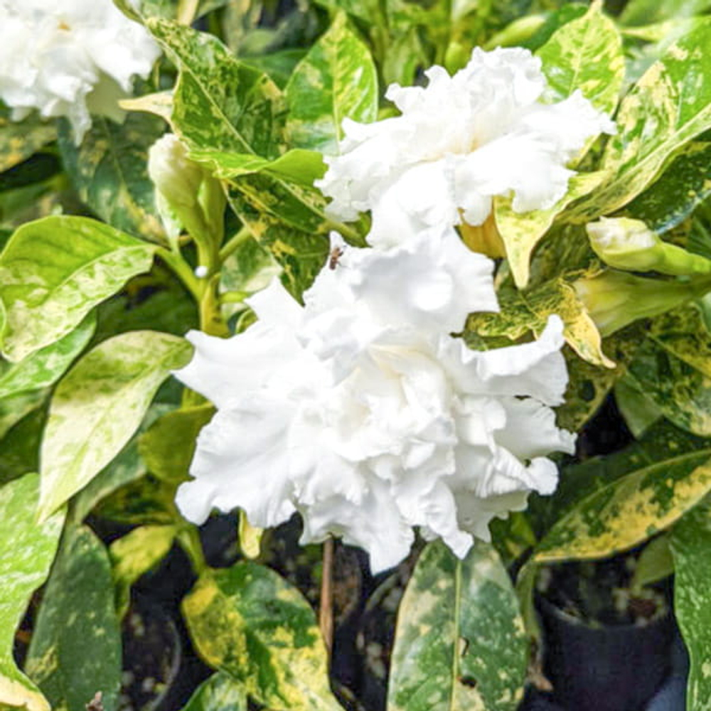 Табернемонтана дивариката махровая вар – Tabernaemontana divaricata double var