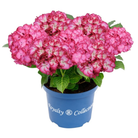 Бьюти оф Боскор «Beauty of Boskoop» С2 Европа весна 2026 г