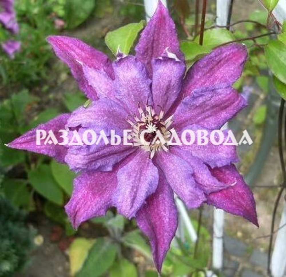 Клематис Кэтлин Данфорд