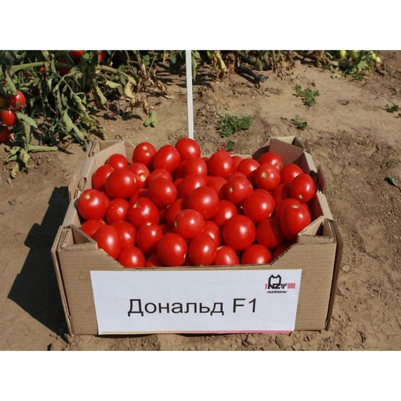 Дональд F1 семена томата процессингового (Nunhems / Нюнемс) – фото 6