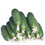 4097 F1 семена огурца партенокарпического (Seminis / Семинис)