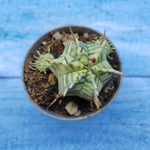 Euphorbia meloformis f. Variegated (Эуфорбия вариегатная)