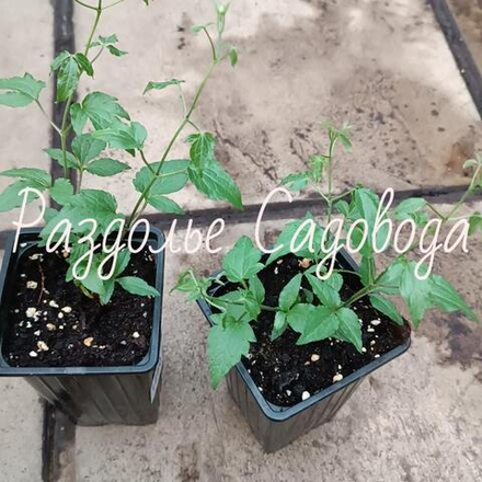 Клематис без сорта определения
