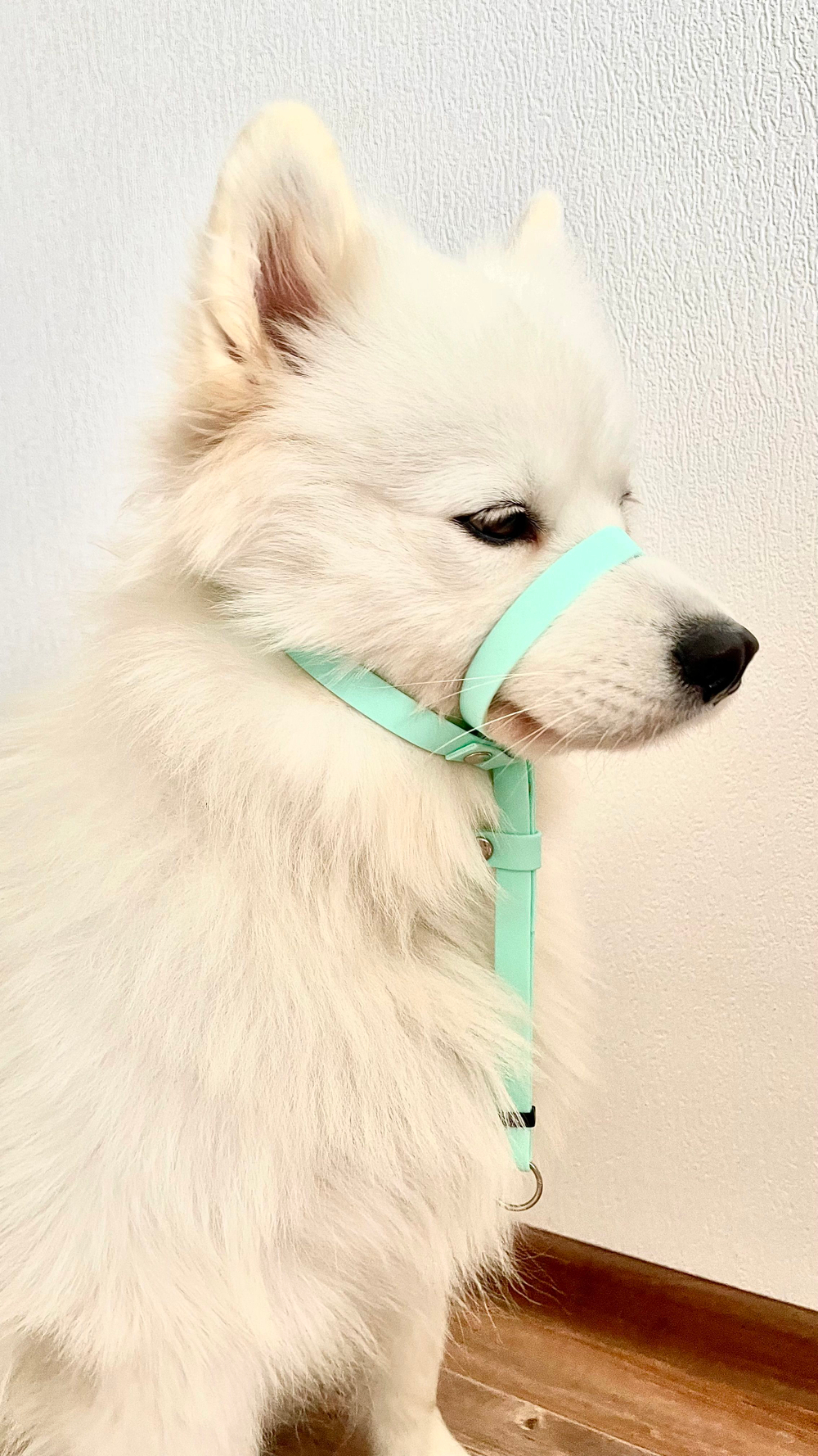 Недоуздок БИОТАН Халти для собак, морда макс 35 см., шея 35-65 см, черный