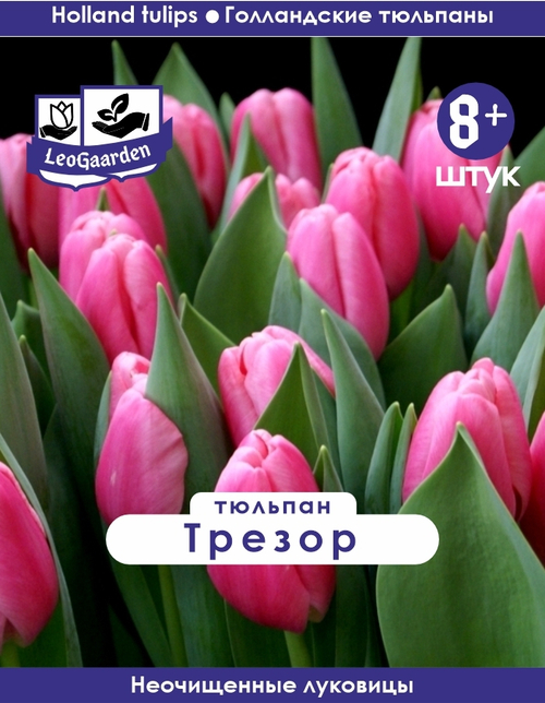 Тюльпан Луковица, Трезор 8+ шт