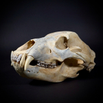 Череп медведя