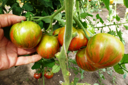 Помидоры - Pink Berkeley Tie-Dye - В стиле Тай-Дай