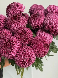 Хризантема фиолетовая