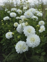 Георгин декоративный Кантарино