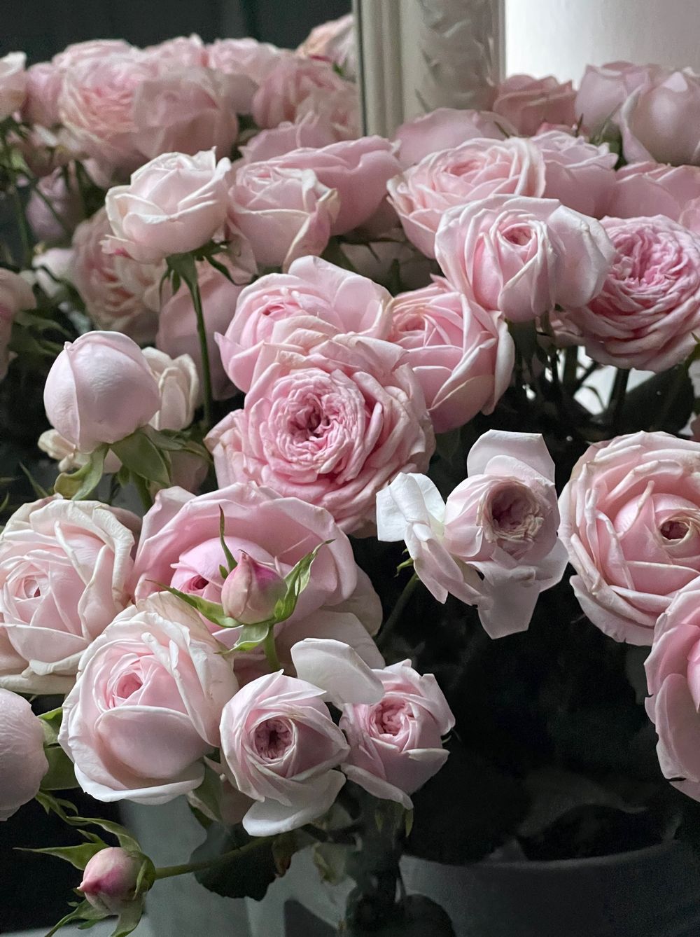 Пионовидная кустовая роза Мэнсфилд Пинк парк