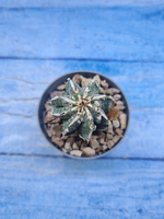 Astrophytum Myriostigma Fukuryu (Астрофитум)