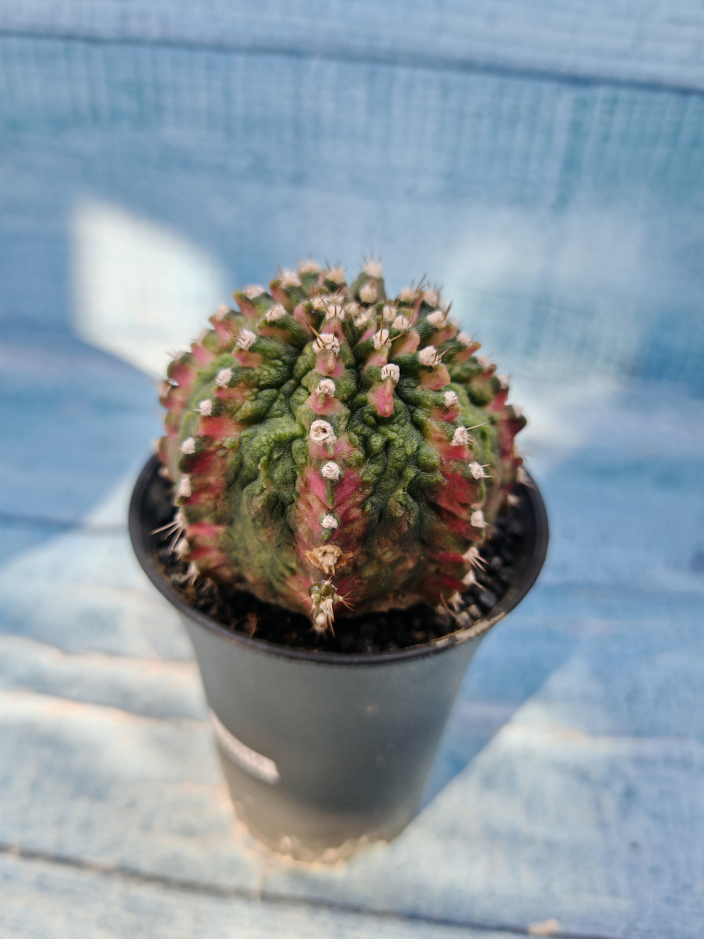 Gymnocalycium T-Rex Pink hybrid (Гимнокалициум)