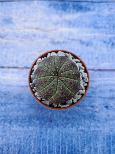 Euphorbia Obesa (Эуфорбия)
