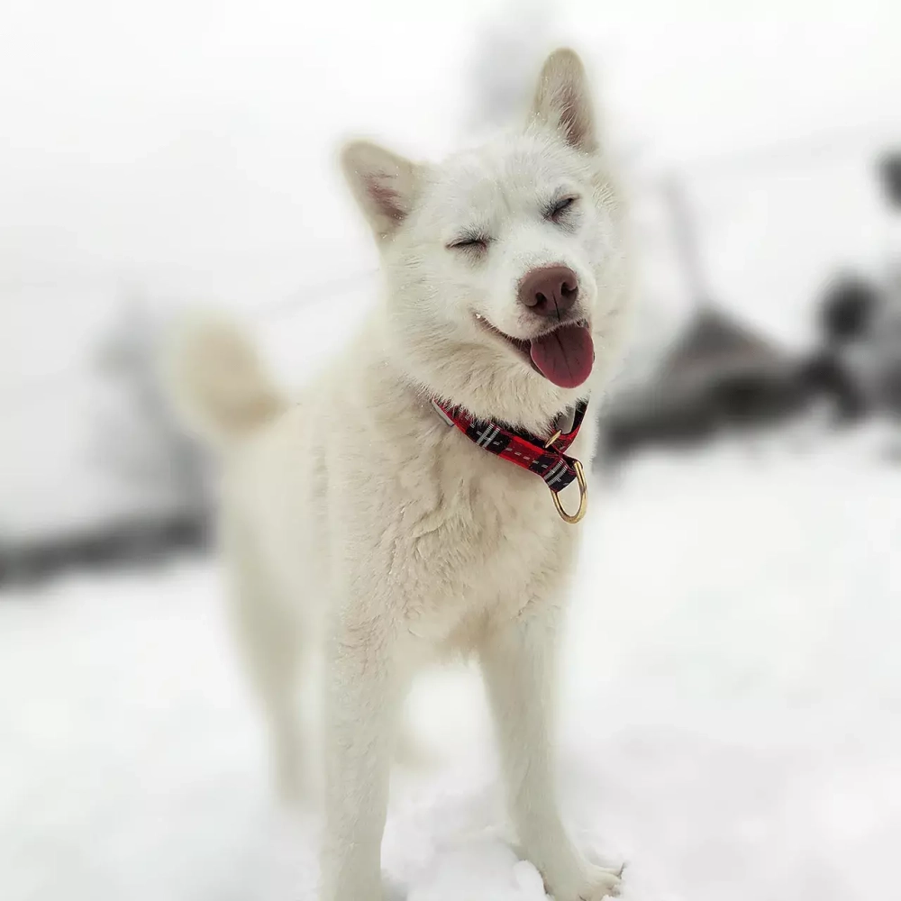 Широкий ошейник полуудавка для собак Шотландка Lapalandia 40 мм