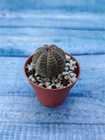 Суккулент Euphorbia Obesa (Эуфорбия)