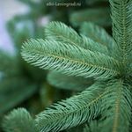 Большая елка «Европейская» (Литая+пвх) 5,5 м