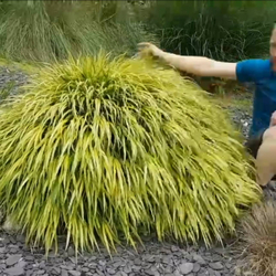 Хаконехлоя большая Ауреола С2 Закупка М38