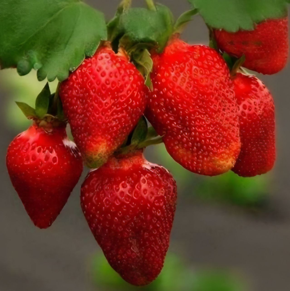 Земляника Роксана