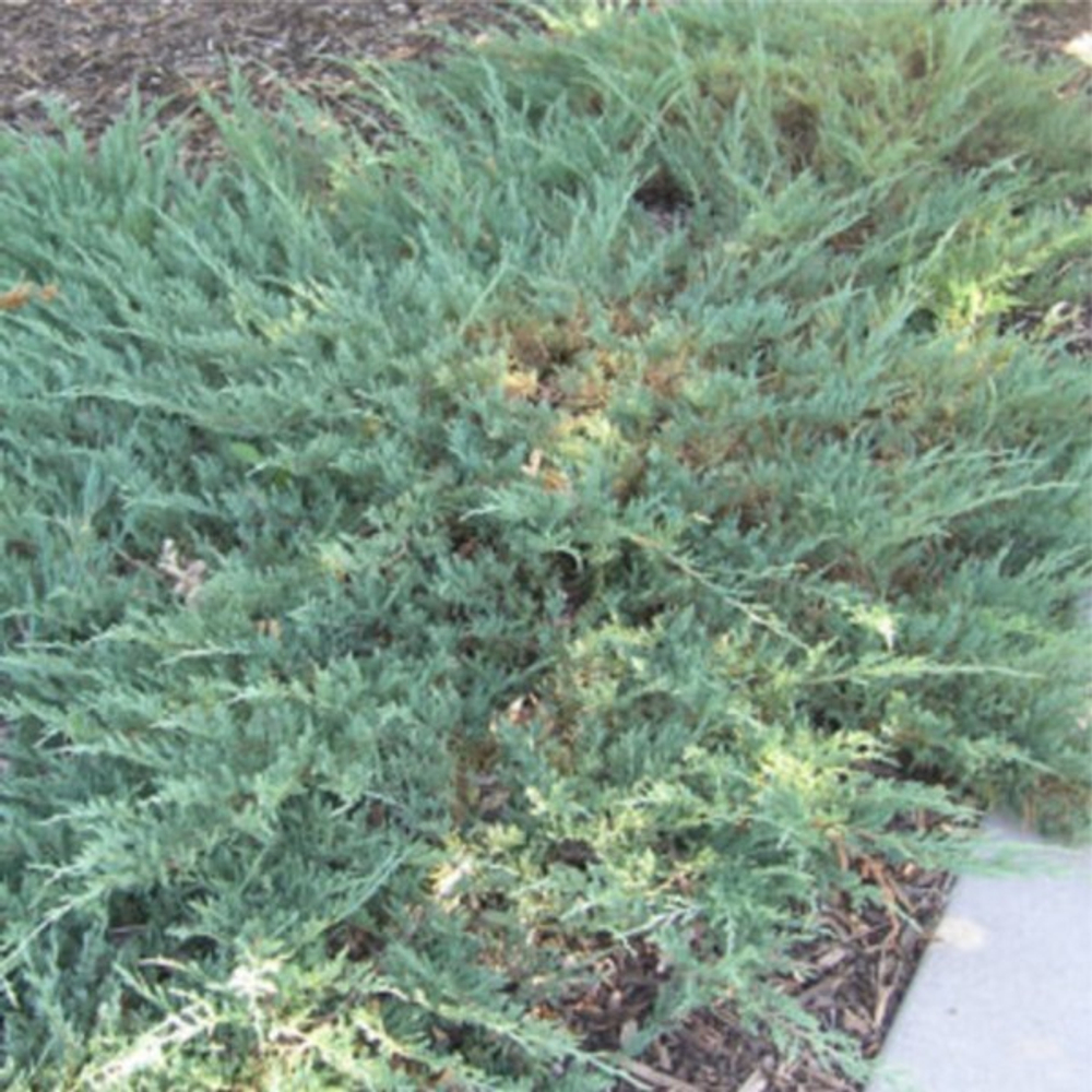 Можжевельник горизонтальный Бар Харбор С7,5 30-40