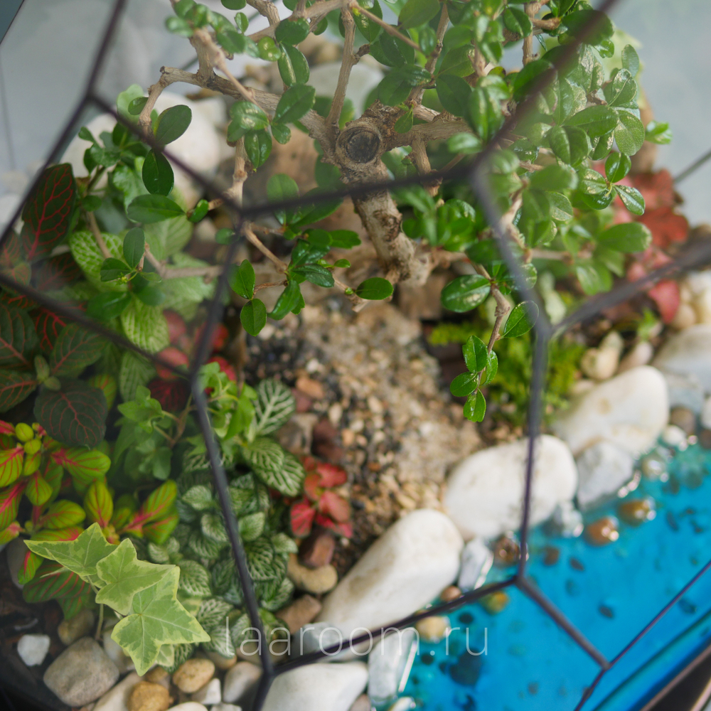 Флорариум бонсай Астероид с озером