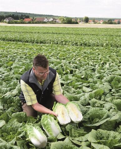 Эмико F1 семена капусты пекинской (Bejo / Бейо)