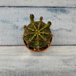 Gymnocalycium Friedrichii (Гимнокалициум)