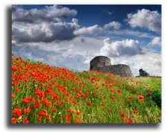 Постер "Оазис цветов"