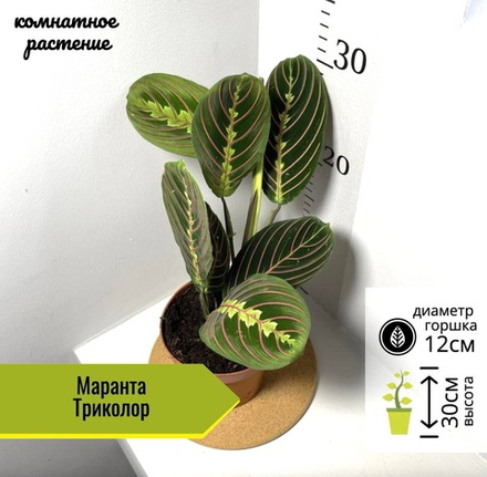 Маранта Триколор, D12см H30см, 1шт, Нидерланды