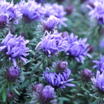 Астра новоанглийская "Purple Dome". Aster novae-angliae "Purple Dome".