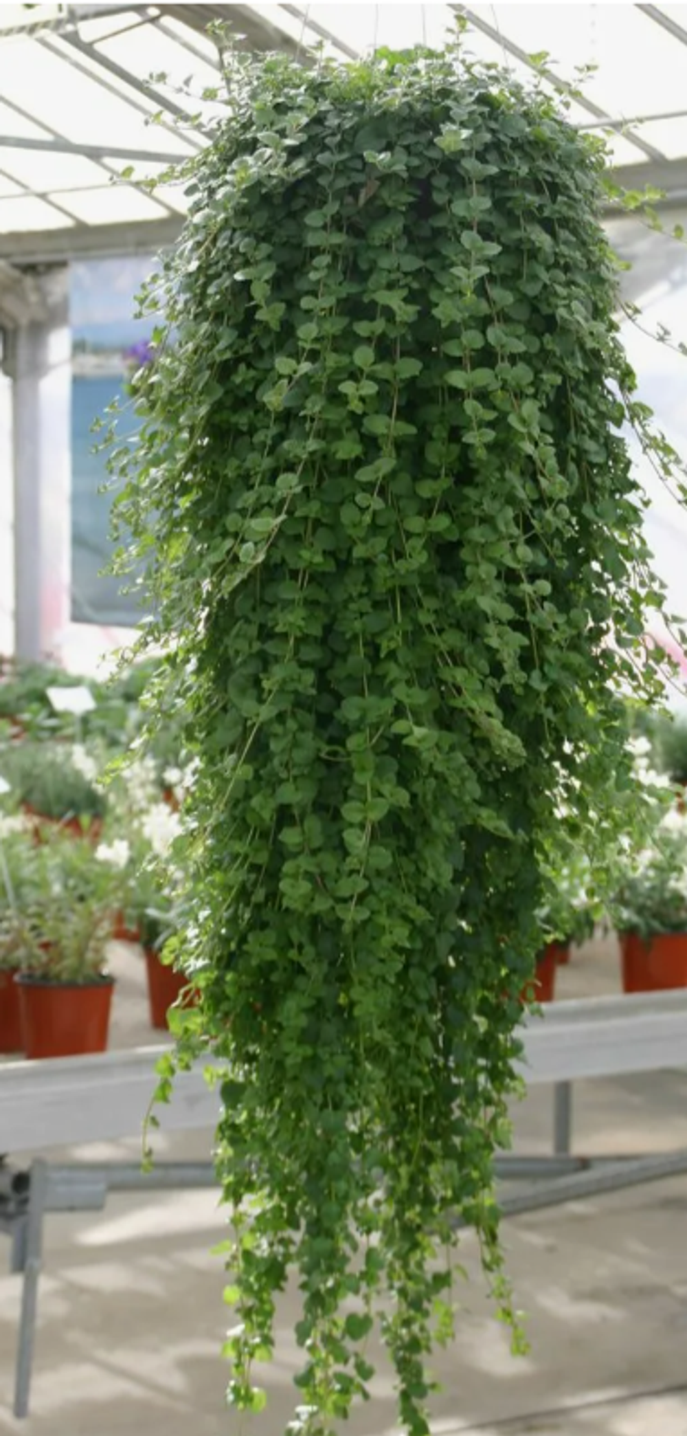 Чабер ампельный Дугласа Индиан Минт 5 срезов неукорененные черенки