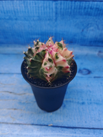Gymnocalycium Variegata (Гимнокалициум Вариегатный)