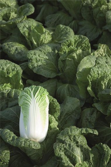 БИЛКО_F1_семена_капусты_пекинской_Bejo_цена