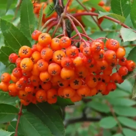 Рябина обыкновенная кустовая , 2,5 - 3 м