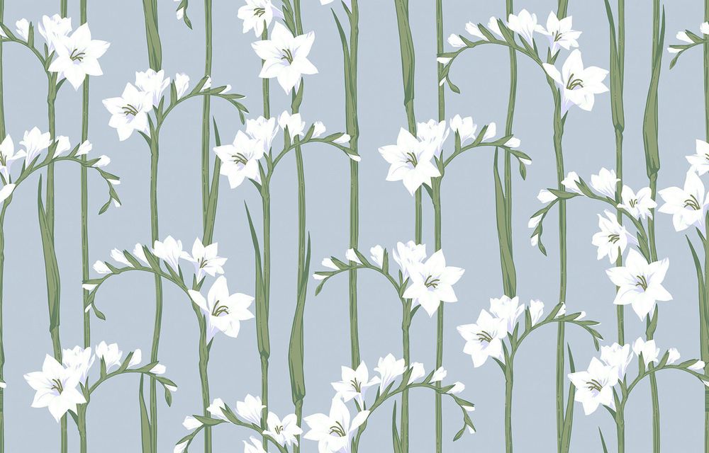Gladiolus