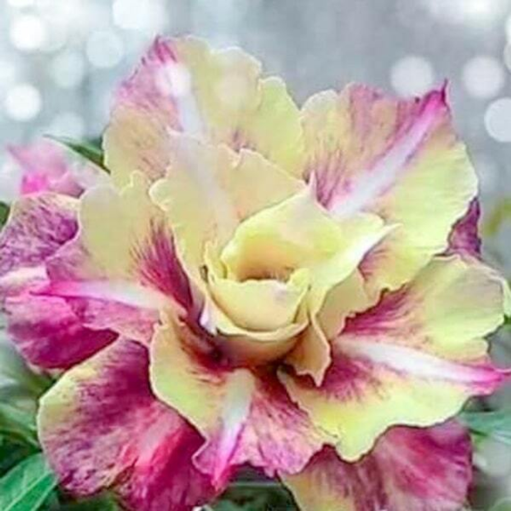 Адениум обесум 204 Mắt Biếc