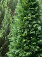 Туя искусственная (Литая хвоя) 180 см / 1,8 м