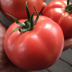 МАМСТОН F1 семена томата (Syngenta | Alexagro)