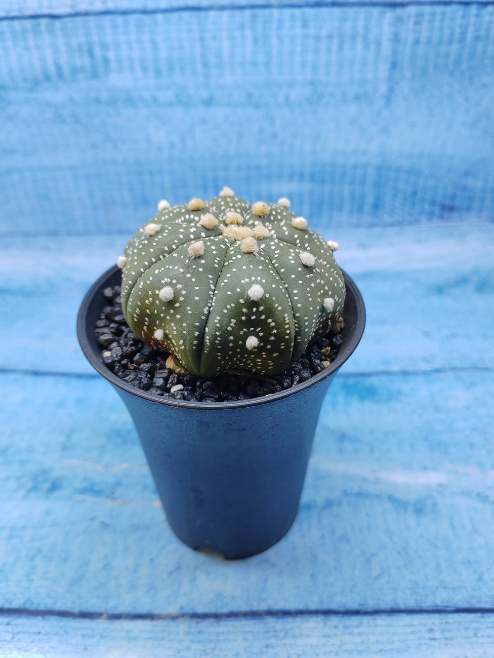 Astrophytum Asterias (Астрофитум)