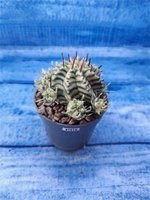 Euphorbia meloformis f. Variegated (Эуфорбия вариегатная)