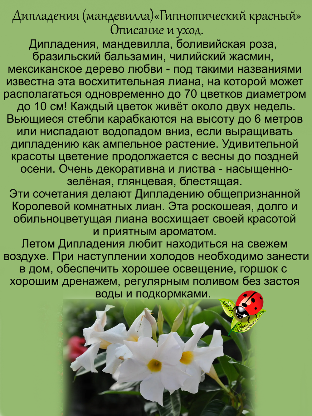 Дипладения Белоснежная с золотым горлышком мандавилла