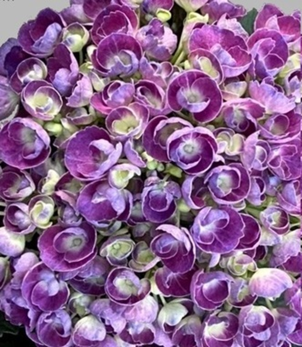 «Bric a Brac Pink» С5