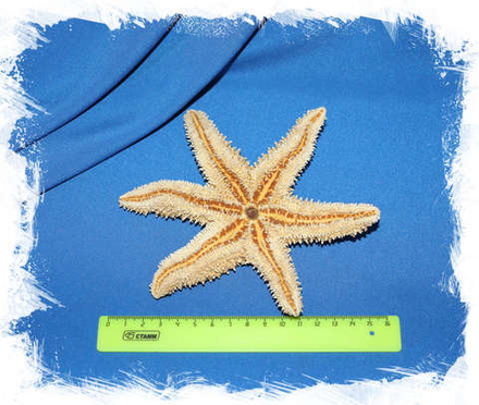 Морская звезда Писастер охрацеус (Pisaster ochraceus)