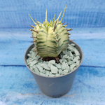 Euphorbia meloformis f. Variegated (Эуфорбия вариегатная)