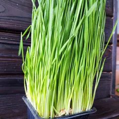 Ростки пшеницы (витграс) на корне / 100 гр близко