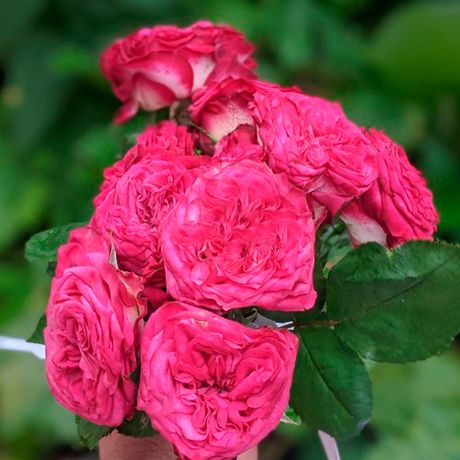 Шеффилд Парк (Sheffeld Park)