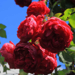 Роза плетистая Квадра С6