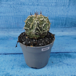 Astrophytum Myriostigma cv. Fukuryu (Астрофитум)