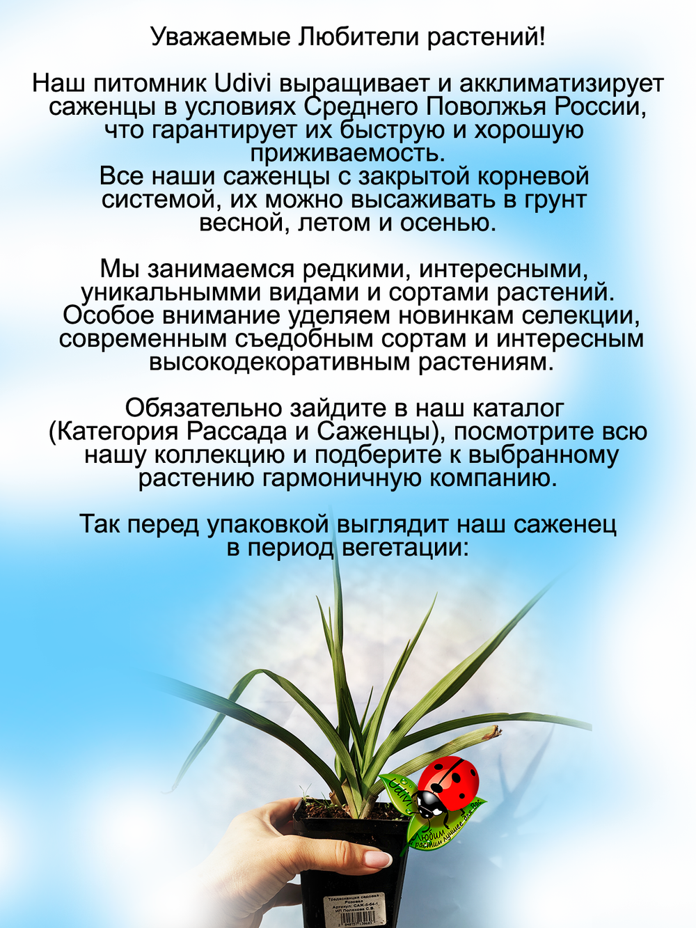 Традесканция садовая Розовая многолетняя цветущая