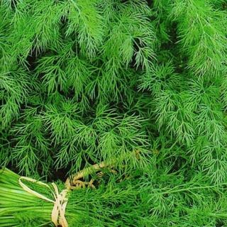 Укроп Изумруд 100 грамм