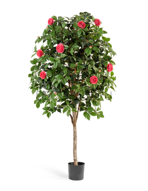 Камелия Вайн тёмно-розовая в-170 см 2/2 10.39106RS